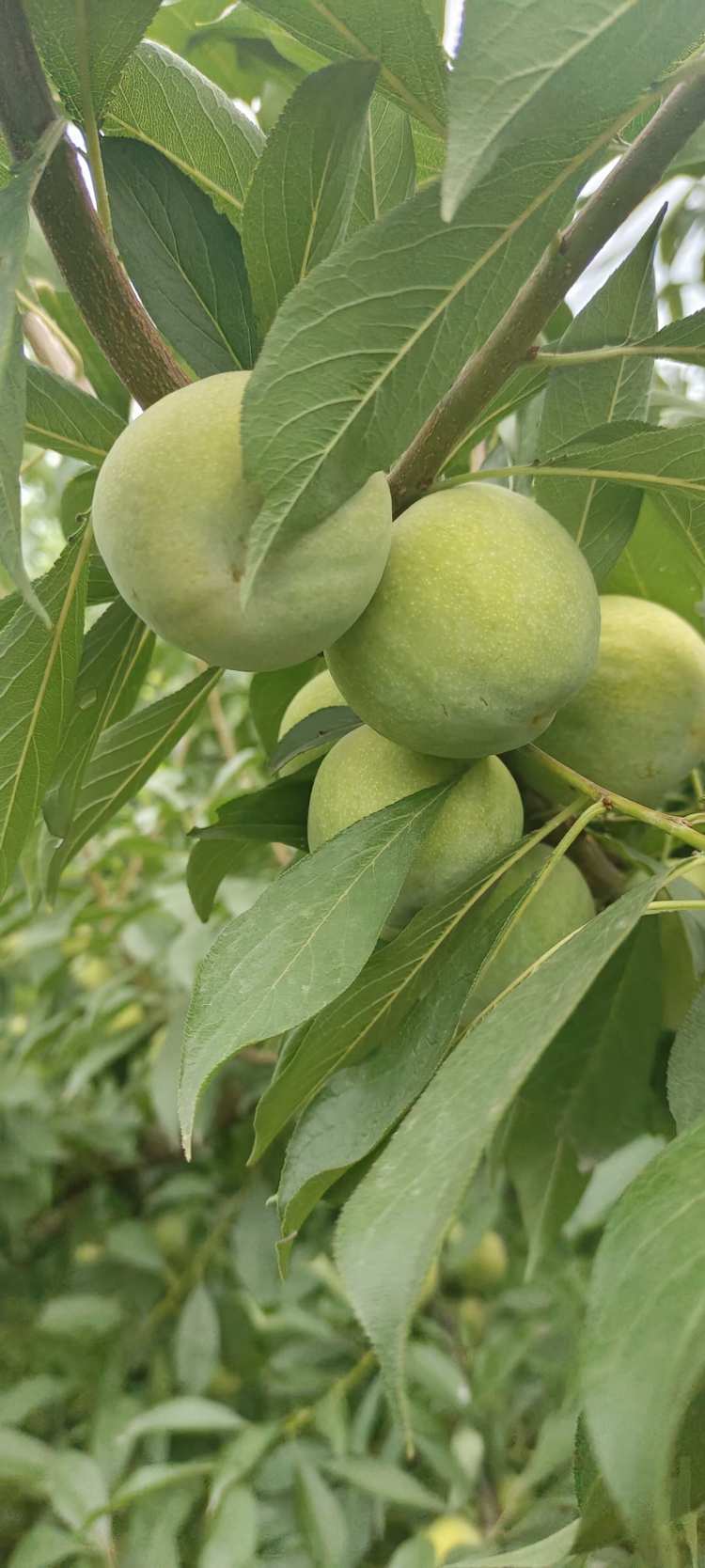 四川高山脱骨李现摘现发80十斤包邮