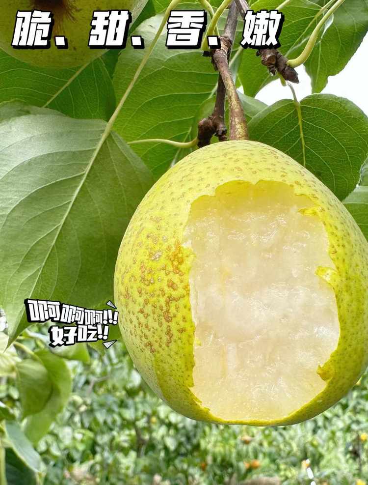 现摘现发酥梨约5斤装