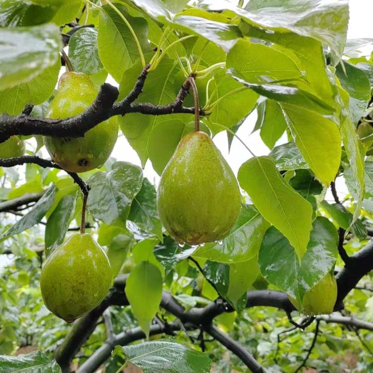 现摘现卖酥梨，贼甜爆满水分5斤左右
